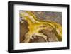 Yellowstone National Park, Wyoming, USA. Thermal bacteria mat.-Janet Horton-Framed Photographic Print