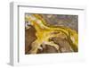 Yellowstone National Park, Wyoming, USA. Thermal bacteria mat.-Janet Horton-Framed Photographic Print