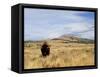 Yellowstone National Park, Wyoming, USA-Rolf Nussbaumer-Framed Stretched Canvas