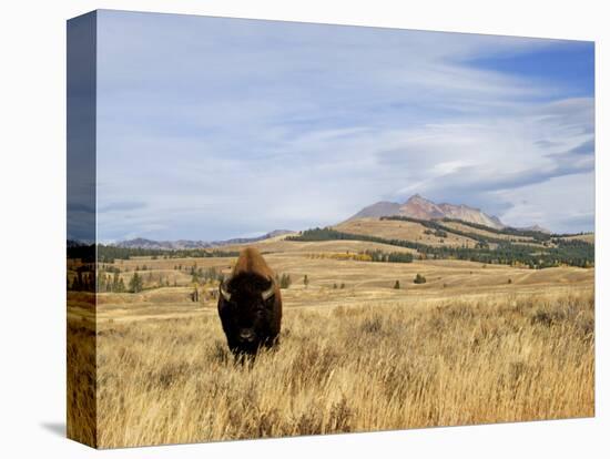 Yellowstone National Park, Wyoming, USA-Rolf Nussbaumer-Stretched Canvas