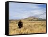 Yellowstone National Park, Wyoming, USA-Rolf Nussbaumer-Framed Stretched Canvas