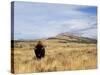 Yellowstone National Park, Wyoming, USA-Rolf Nussbaumer-Stretched Canvas