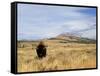 Yellowstone National Park, Wyoming, USA-Rolf Nussbaumer-Framed Stretched Canvas