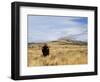 Yellowstone National Park, Wyoming, USA-Rolf Nussbaumer-Framed Photographic Print