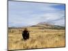 Yellowstone National Park, Wyoming, USA-Rolf Nussbaumer-Mounted Photographic Print