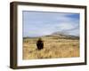 Yellowstone National Park, Wyoming, USA-Rolf Nussbaumer-Framed Photographic Print