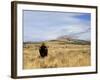 Yellowstone National Park, Wyoming, USA-Rolf Nussbaumer-Framed Photographic Print