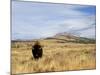 Yellowstone National Park, Wyoming, USA-Rolf Nussbaumer-Mounted Photographic Print