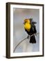 Yellowstone National Park, yellow-headed blackbird perched on a reed.-Ellen Goff-Framed Photographic Print