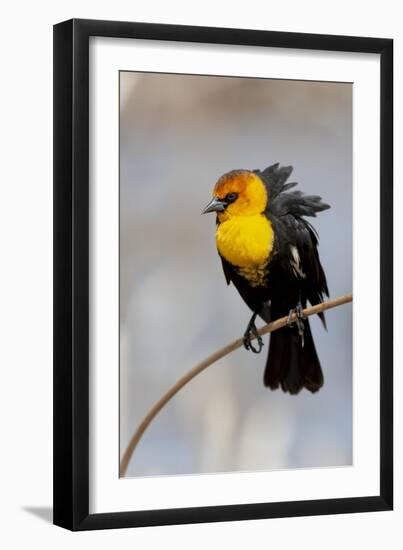 Yellowstone National Park, yellow-headed blackbird perched on a reed.-Ellen Goff-Framed Photographic Print