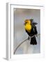 Yellowstone National Park, yellow-headed blackbird perched on a reed.-Ellen Goff-Framed Photographic Print