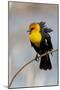 Yellowstone National Park, yellow-headed blackbird perched on a reed.-Ellen Goff-Mounted Photographic Print