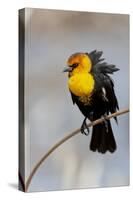 Yellowstone National Park, yellow-headed blackbird perched on a reed.-Ellen Goff-Stretched Canvas