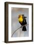 Yellowstone National Park, yellow-headed blackbird perched on a reed.-Ellen Goff-Framed Photographic Print