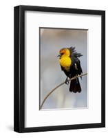 Yellowstone National Park, yellow-headed blackbird perched on a reed.-Ellen Goff-Framed Photographic Print