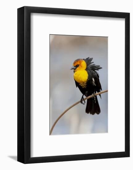 Yellowstone National Park, yellow-headed blackbird perched on a reed.-Ellen Goff-Framed Photographic Print