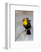 Yellowstone National Park, yellow-headed blackbird perched on a reed.-Ellen Goff-Framed Photographic Print