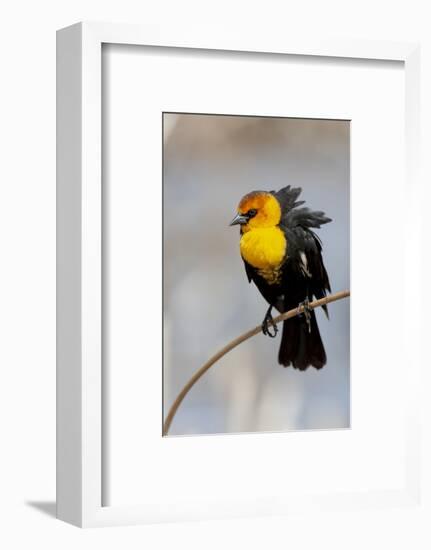 Yellowstone National Park, yellow-headed blackbird perched on a reed.-Ellen Goff-Framed Photographic Print