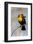 Yellowstone National Park, yellow-headed blackbird perched on a reed.-Ellen Goff-Framed Photographic Print