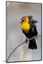 Yellowstone National Park, yellow-headed blackbird perched on a reed.-Ellen Goff-Mounted Photographic Print