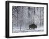 Yellowstone Norton-Laura Rauch-Framed Premium Photographic Print