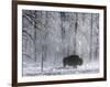 Yellowstone Norton-Laura Rauch-Framed Photographic Print