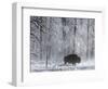 Yellowstone Norton-Laura Rauch-Framed Photographic Print