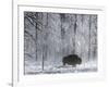 Yellowstone Norton-Laura Rauch-Framed Photographic Print