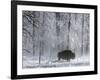 Yellowstone Norton-Laura Rauch-Framed Photographic Print