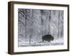 Yellowstone Norton-Laura Rauch-Framed Photographic Print