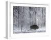 Yellowstone Norton-Laura Rauch-Framed Photographic Print