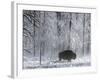 Yellowstone Norton-Laura Rauch-Framed Photographic Print