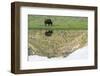 Yellowstone NP, Lamar Valley. American bison enjoying the green grass of spring.-Ellen Goff-Framed Photographic Print