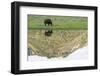 Yellowstone NP, Lamar Valley. American bison enjoying the green grass of spring.-Ellen Goff-Framed Photographic Print