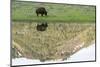 Yellowstone NP, Lamar Valley. American bison enjoying the green grass of spring.-Ellen Goff-Mounted Photographic Print