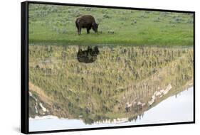 Yellowstone NP, Lamar Valley. American bison enjoying the green grass of spring.-Ellen Goff-Framed Stretched Canvas