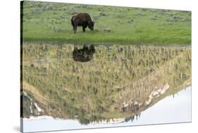 Yellowstone NP, Lamar Valley. American bison enjoying the green grass of spring.-Ellen Goff-Stretched Canvas