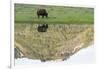 Yellowstone NP, Lamar Valley. American bison enjoying the green grass of spring.-Ellen Goff-Framed Photographic Print