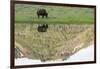 Yellowstone NP, Lamar Valley. American bison enjoying the green grass of spring.-Ellen Goff-Framed Photographic Print