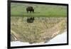 Yellowstone NP, Lamar Valley. American bison enjoying the green grass of spring.-Ellen Goff-Framed Photographic Print