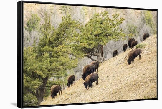 Yellowstone NP, Wyoming. Bison herd grazing on a steep hillside above Pebble Creek, Lamar Valley.-Janet Horton-Framed Stretched Canvas