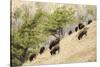 Yellowstone NP, Wyoming. Bison herd grazing on a steep hillside above Pebble Creek, Lamar Valley.-Janet Horton-Stretched Canvas