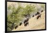 Yellowstone NP, Wyoming. Bison herd grazing on a steep hillside above Pebble Creek, Lamar Valley.-Janet Horton-Framed Photographic Print