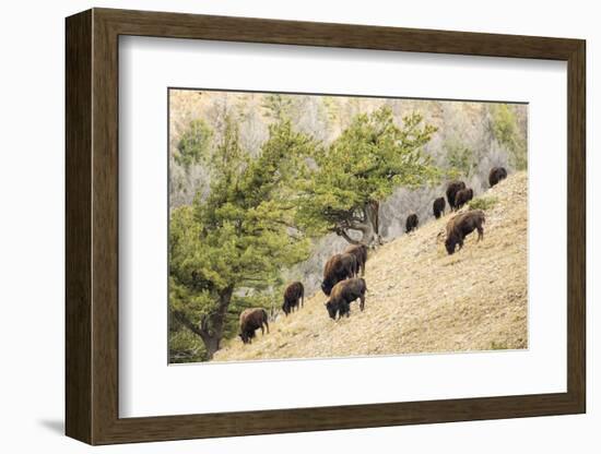 Yellowstone NP, Wyoming. Bison herd grazing on a steep hillside above Pebble Creek, Lamar Valley.-Janet Horton-Framed Photographic Print