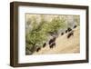 Yellowstone NP, Wyoming. Bison herd grazing on a steep hillside above Pebble Creek, Lamar Valley.-Janet Horton-Framed Photographic Print