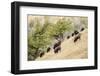 Yellowstone NP, Wyoming. Bison herd grazing on a steep hillside above Pebble Creek, Lamar Valley.-Janet Horton-Framed Photographic Print