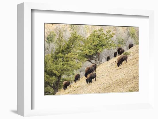 Yellowstone NP, Wyoming. Bison herd grazing on a steep hillside above Pebble Creek, Lamar Valley.-Janet Horton-Framed Photographic Print