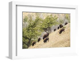 Yellowstone NP, Wyoming. Bison herd grazing on a steep hillside above Pebble Creek, Lamar Valley.-Janet Horton-Framed Photographic Print