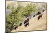 Yellowstone NP, Wyoming. Bison herd grazing on a steep hillside above Pebble Creek, Lamar Valley.-Janet Horton-Mounted Photographic Print