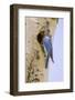 Yellowstone NP, Wyoming. Male mountain bluebird perched by its nesting hole on a paper birch tree.-Janet Horton-Framed Photographic Print